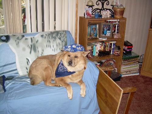 Indianapolis colts fan - Our dog Haley also loves the Colts