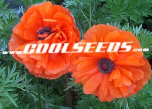 Unknown Heirloom Poppy - This is something I found about 8 years ago. I don't know what it is other than it is a poppy and it is not an oriental poppy.  I call it the firetruck poppy.