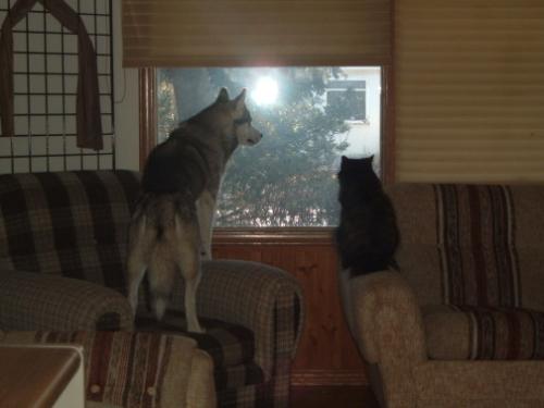 Neighbourhood Watch - Summer, the dog, and Onye, the cat, are the most effective neighbourhood watch around.
