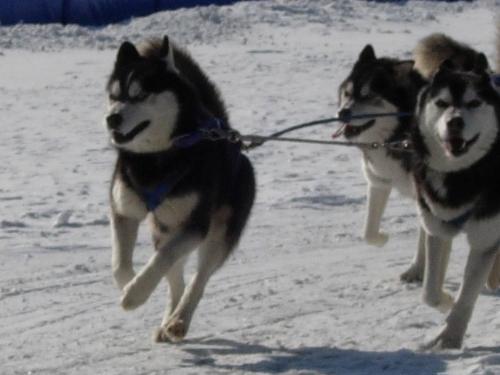 Demon in Lead - Dogsledding in North Korea
