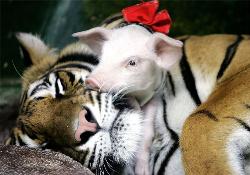 tiger with piglet - tiger with piglet