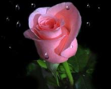 flower - roses one of my favorite flower