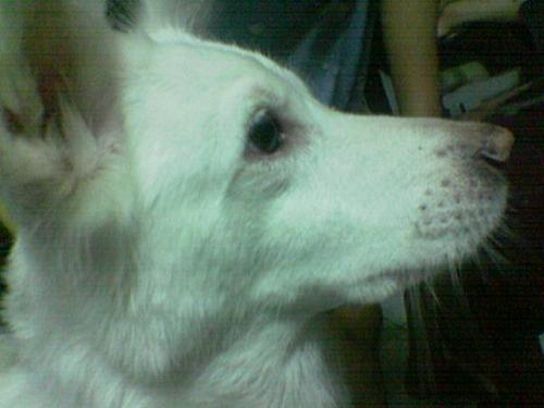 rusty - my late rusty