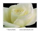 White Rose - White Rose, hope u can love it!! happy!!