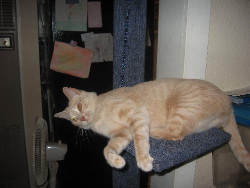 Bug - Bug lounging on her cat tree.