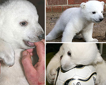 Baby Polar Bear - Is he to be killed, because he was rejected by his Mother, & hand reared by a zoo keeper? In the Wild, he would be, but he wasn't born in the wild, he was born in an environment of human reaction.