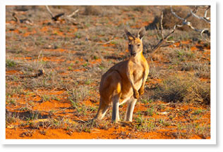 australia - kangaroo