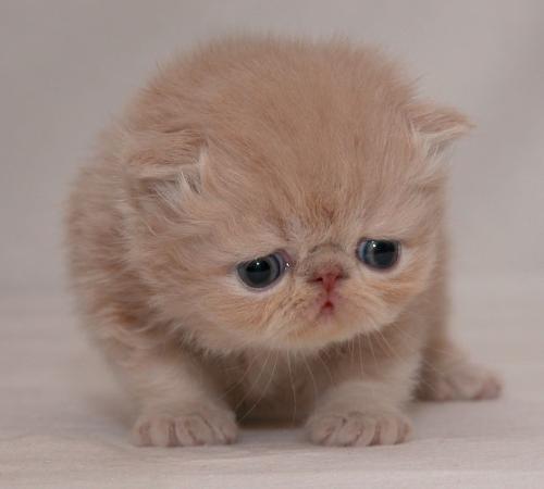 Awww, Kitty Kitty - He is so adorable, I wish I could hold him..awww