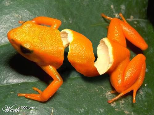 ~~*~~ - orang'a happy lil frog?