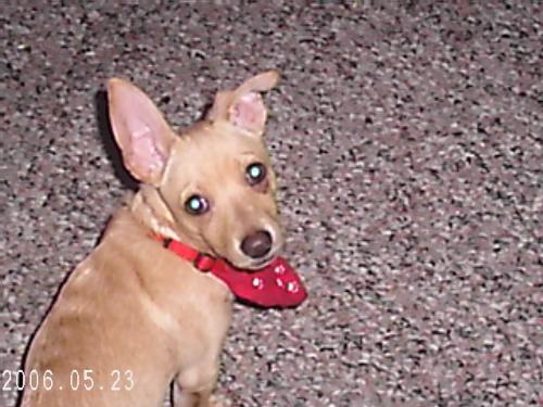 my little chihuahua mixed dog - this is my little dog.he is a chihuahua/rat terrier mix dog.