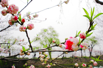 flower - this pic is from a park in wuxi