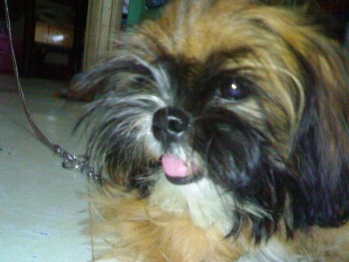 his name is Ringo... - He is really cute dog.. Pure breed japanese shih tzu..
