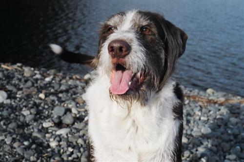 My Puppy!! :o) - This is a picture of my wonderful pal Yeti!! He is part Border Collie, part Irish Wolfhound. He has the intelligence of the Border Collie and the friendlineess of the Wolfhound.  Before I met Yeti I didn't know that Border Collie's came in red and white. Yeti is my best friend and I couldn't have created a better dog if I had made him myself!!