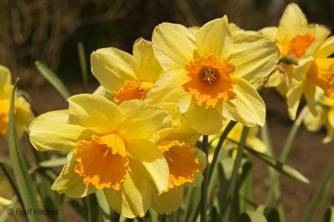 daffodils - flower
