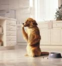 Stomach ache - dog Stomach ache - dog