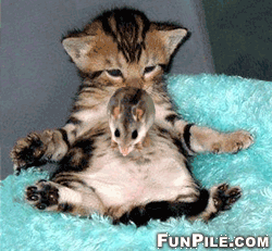 Soft Bed - Jumping mouse
