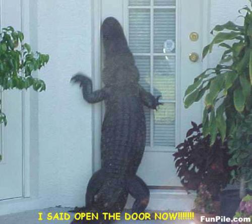 Knok Knok Whos there - Open the door