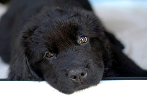 Newfoundland Puppy - One of Canada's 4 indigenous breeds.
