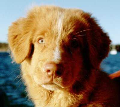 Nova Scotia Duck Tolling Retriever - Another of Canada's indigenous breeds.