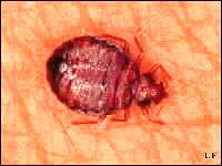 bed bug - just hearing the word makes you itch, seeing the picture may give you hives! miserable blood sucking critters. what is their purpose in life?