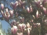 tree - this is my favourite tree