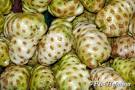 Noni Fruit - This is what Noni looks like in its natural form. It is a fruit.