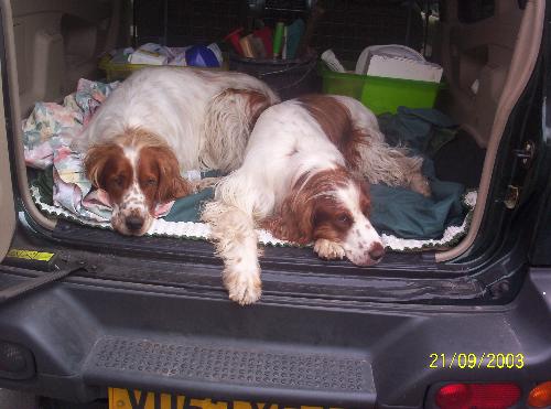 waiting to a walkie - My 2 gorgeous doggies waiting for me to take them a walk, picture is a few years old, but they are still like this