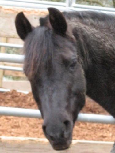 Arabian Mare - A True Beauty!