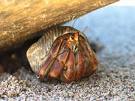 crabs - hermit crabs