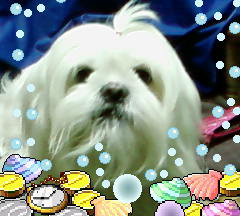 My Shihtzu - She is 3 years old. Her only hobby is eating.