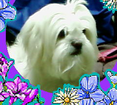 Cute - Shihtzu has long hair. I love shaggy dogs.