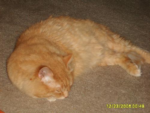 Mao - big fat fuzzy orange cat