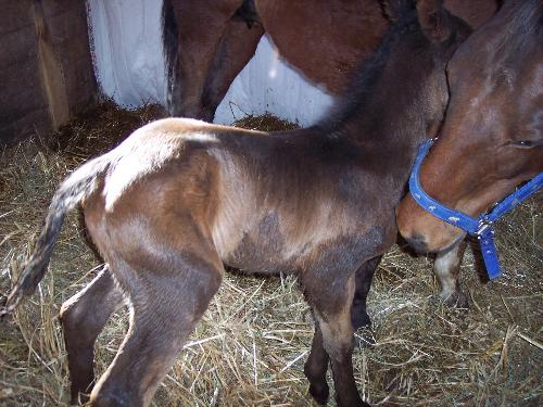 sables baby - Baby boy born 3/24/07