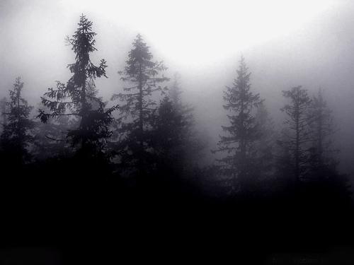 forest - A finnish forest in winter..so