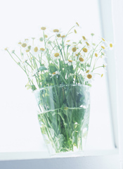glass ikebana - ikebana