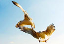 seagulls - two birds
