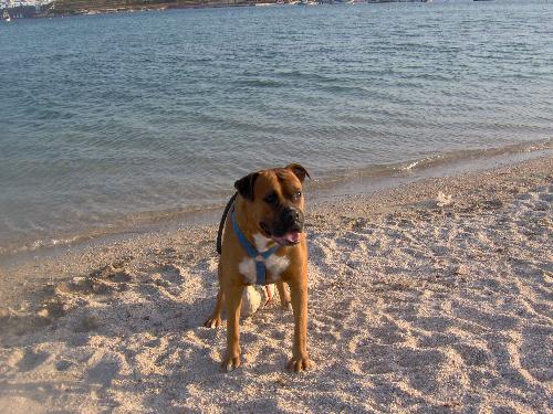 My boxer - loyal as ever - This is Rocky! His name describes him all!
