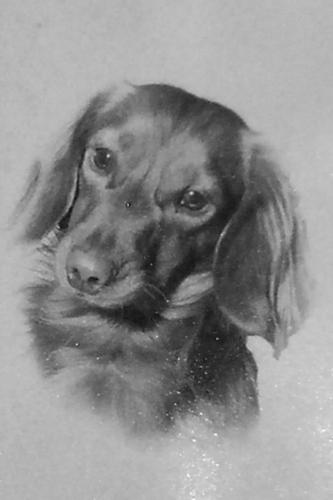 Dachshund - Wiener Dog - Long haired red, 17 years old
