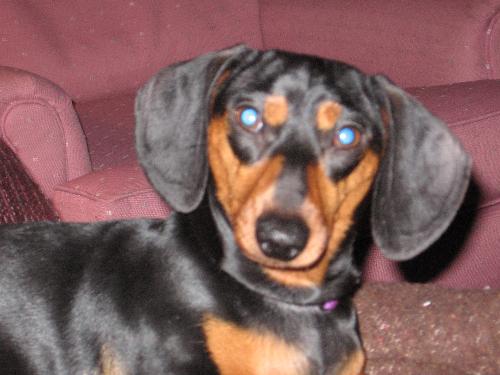 Mini Doxen - My little Gretchen :) Mini Doxen - My little Gretchen :)