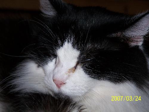 scout - This is my cat. She is sleeping or pretending to sleep.