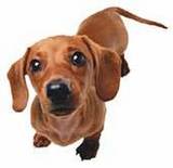 Weiner dog, dogs - Cute little weiner dog