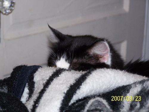 hiding cat - I am a cat lover.