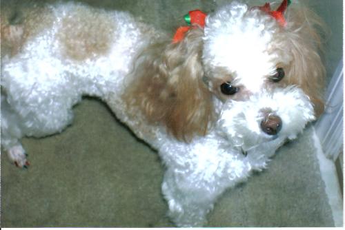 Chloe the little rascal - This is my grand dog Chloe, she is a little rascal!! But I love her!!