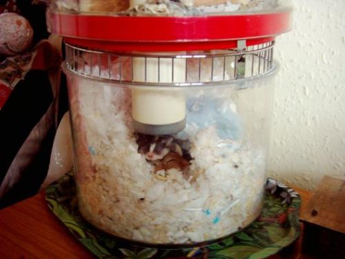 Sleeping Gerbils - Gerbils sleeping in their Rotastak burrow.
