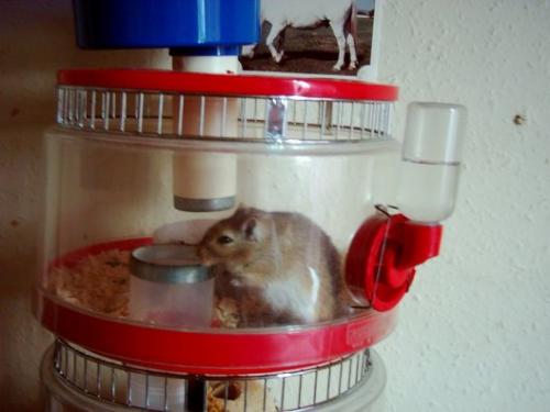 Brown Gerbil - Brown gerbil in Rotastak cage.