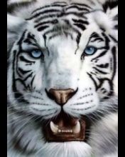 white tiger - tiger