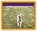 Trooper at Play - This is my new dog. I really like him so far.  He rally likes to play ball! Can you tell?