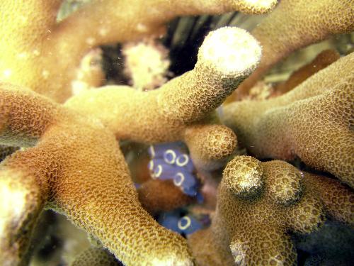 corals - close-up on corals