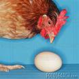 which came first? egg or chicken - An unsolved question about life.