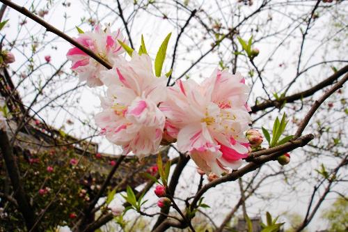 another kind of flower - still pictured in Wuxi